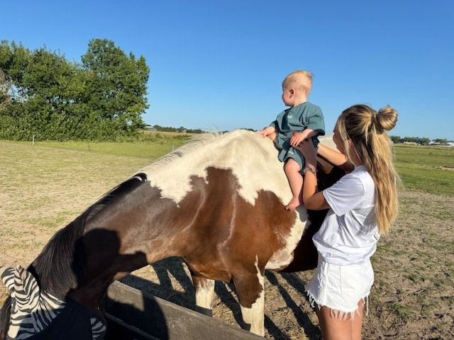 NRPS recreatie paard Merrie 15 jaar Andere te koop - Foto 6