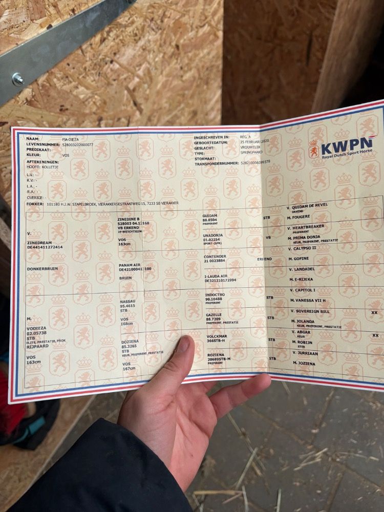 KWPN springpaard Merrie 5 years old Vos for sale - Photo 2