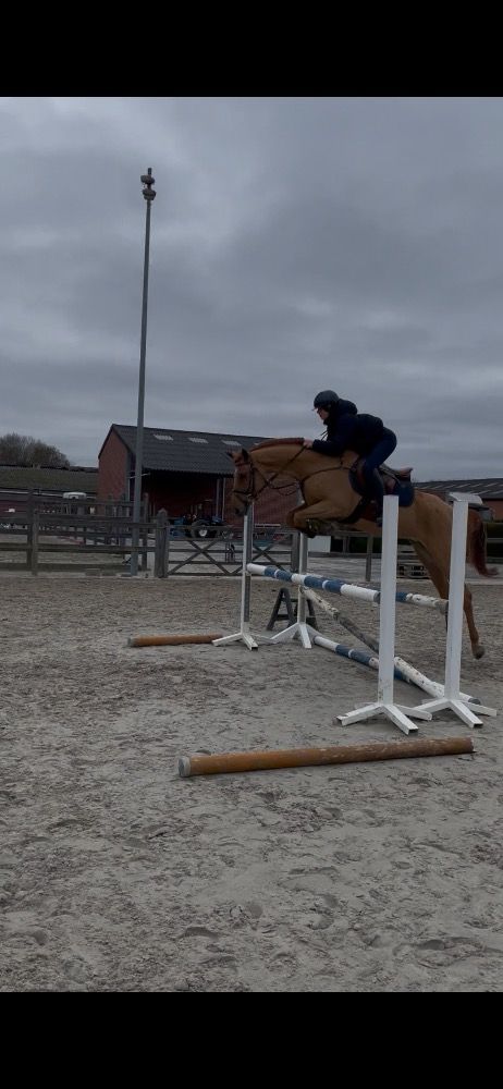 KWPN springpaard Merrie 5 years old Vos for sale - Photo 6