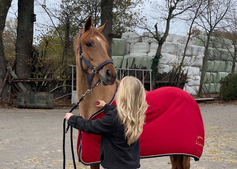 KWPN springpaard Merrie 5 years old Vos for sale - Photo 4