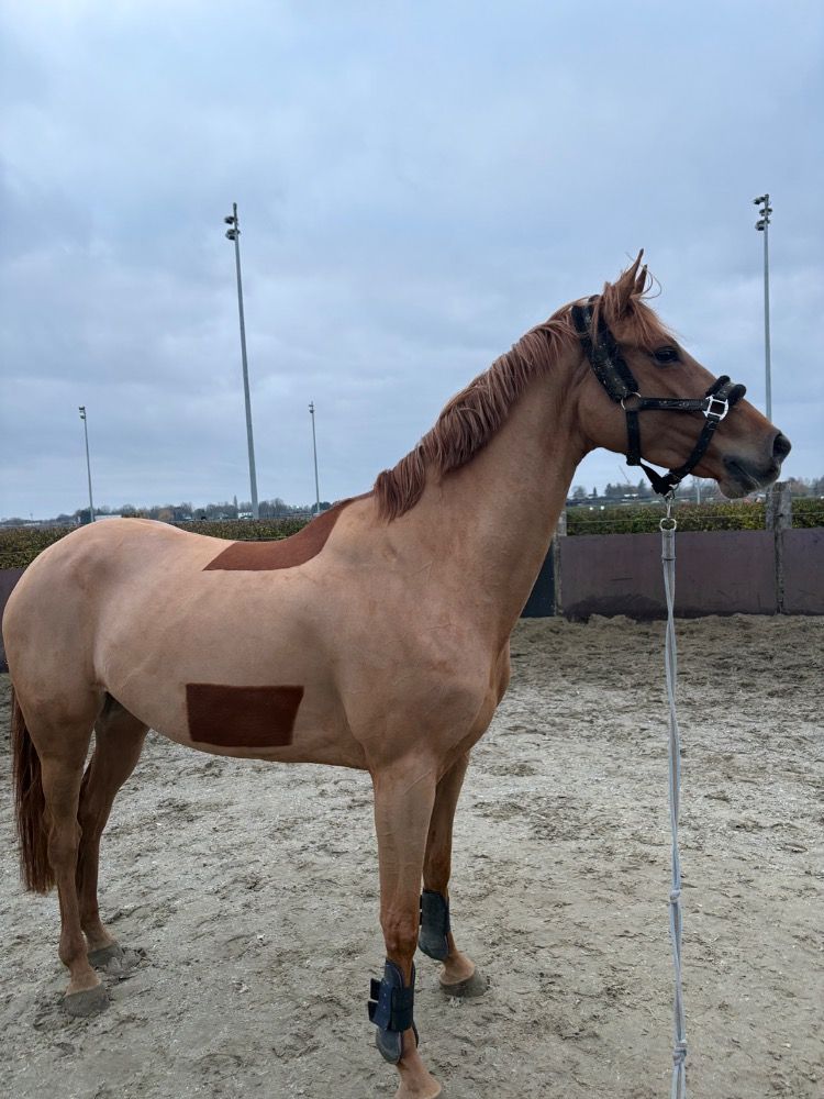 KWPN springpaard Merrie 5 years old Vos for sale - Photo 5