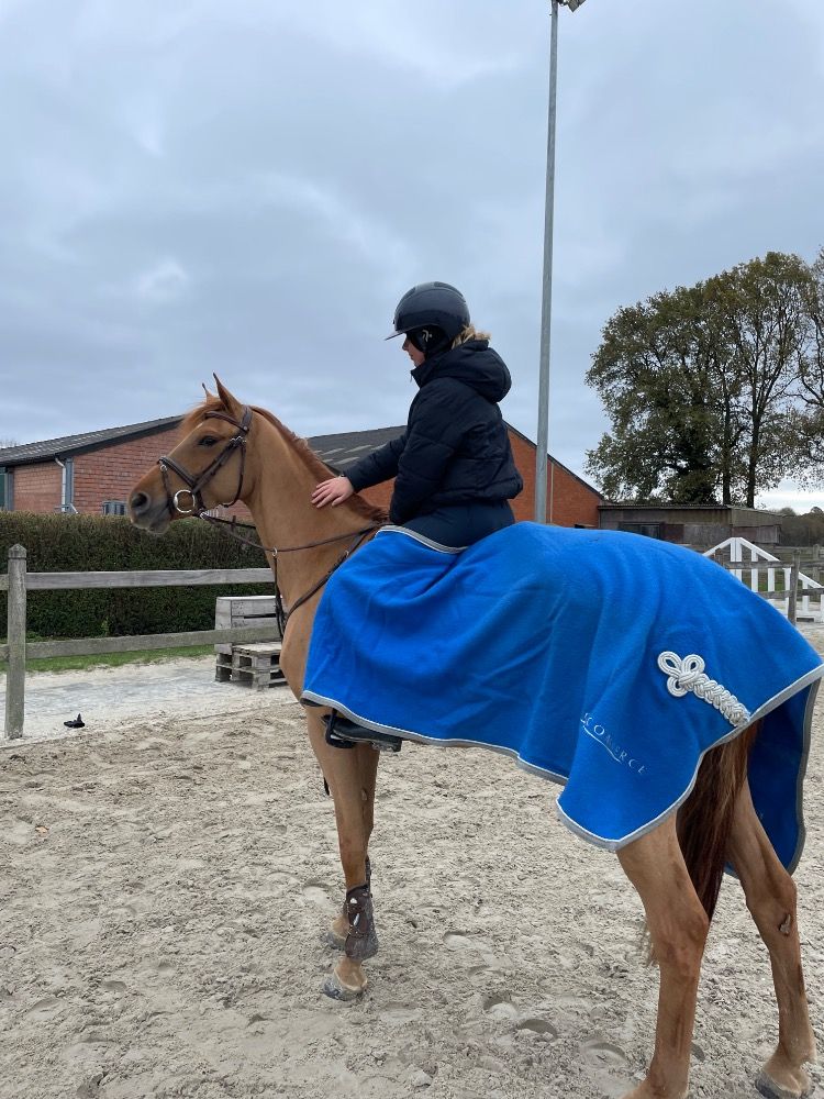 KWPN springpaard Merrie 5 years old Vos for sale - Photo 3