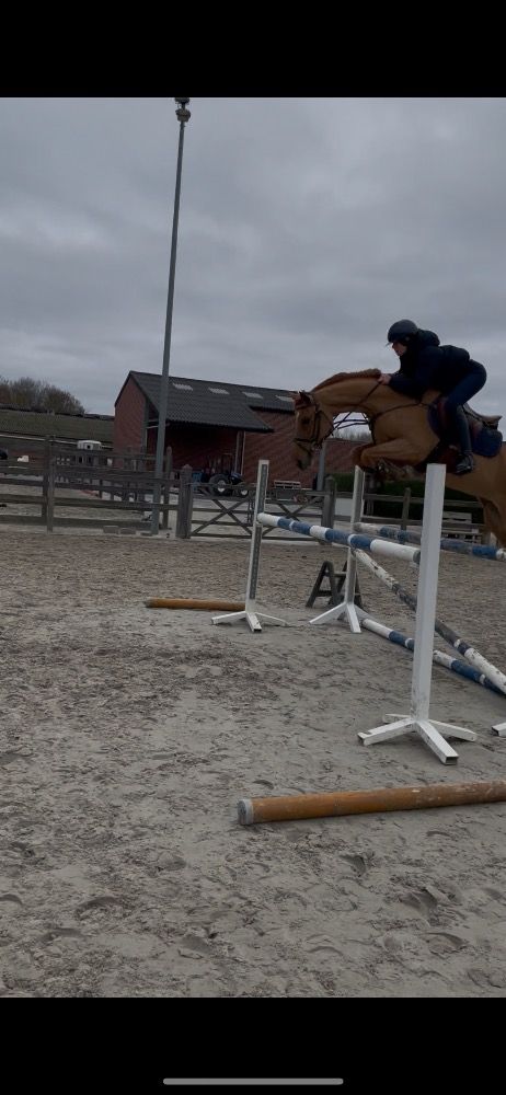 KWPN springpaard Merrie 5 years old Vos for sale - Main photo