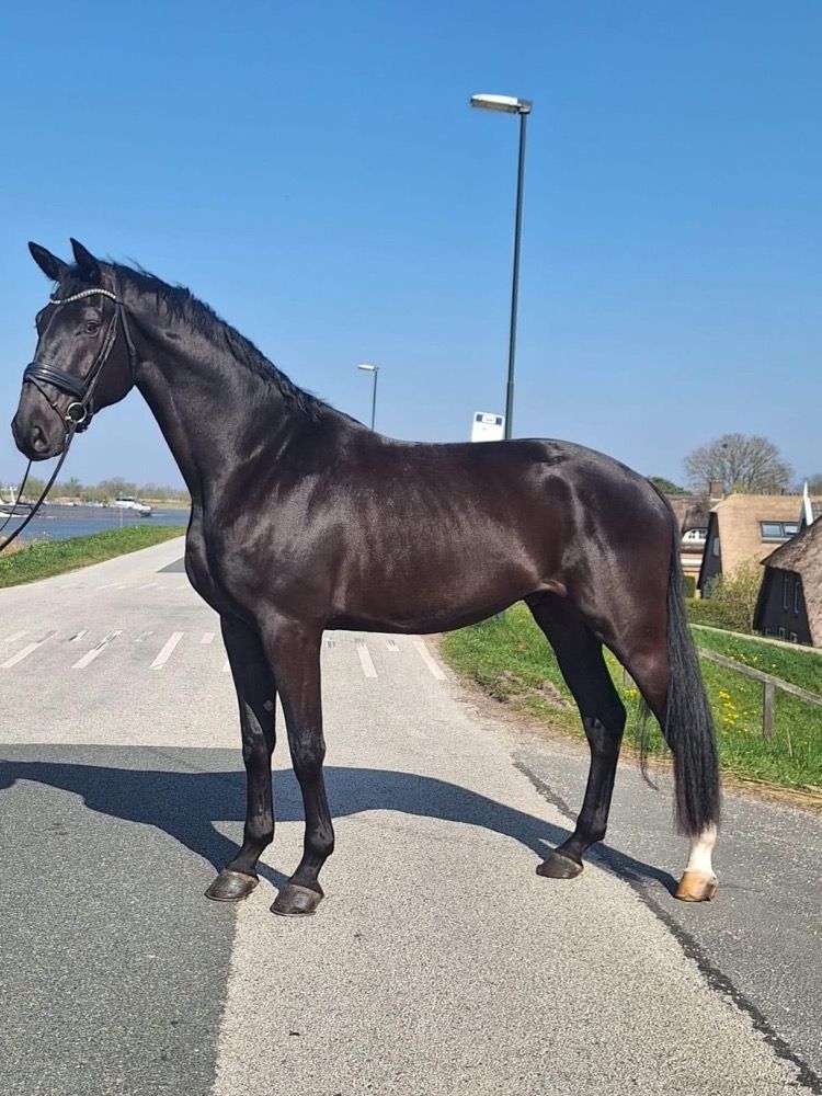 KWPN dressuurpaard Ruin 4 jaar Zwart te koop - Hoofdfoto