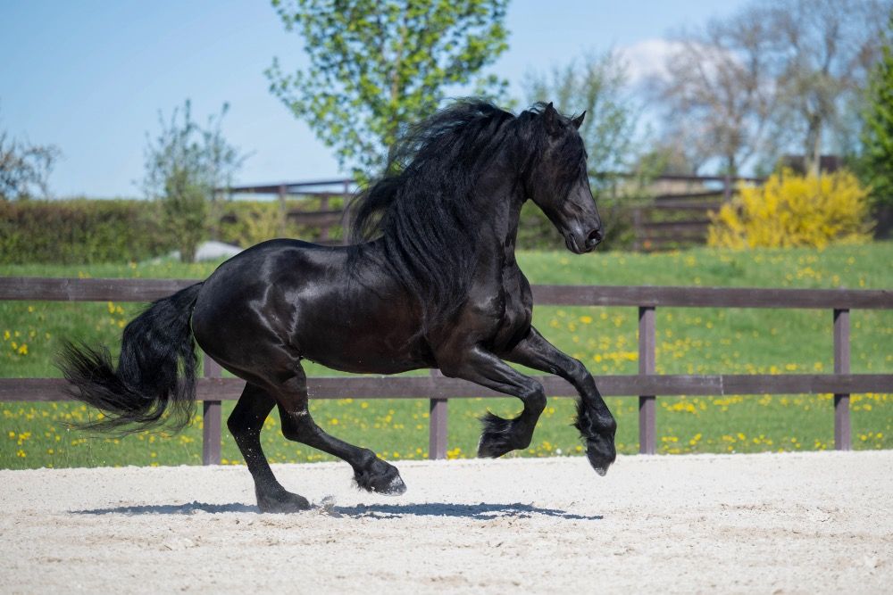 FPS (Nederland) fries Ruin 7 jaar Zwart te koop - Foto 4