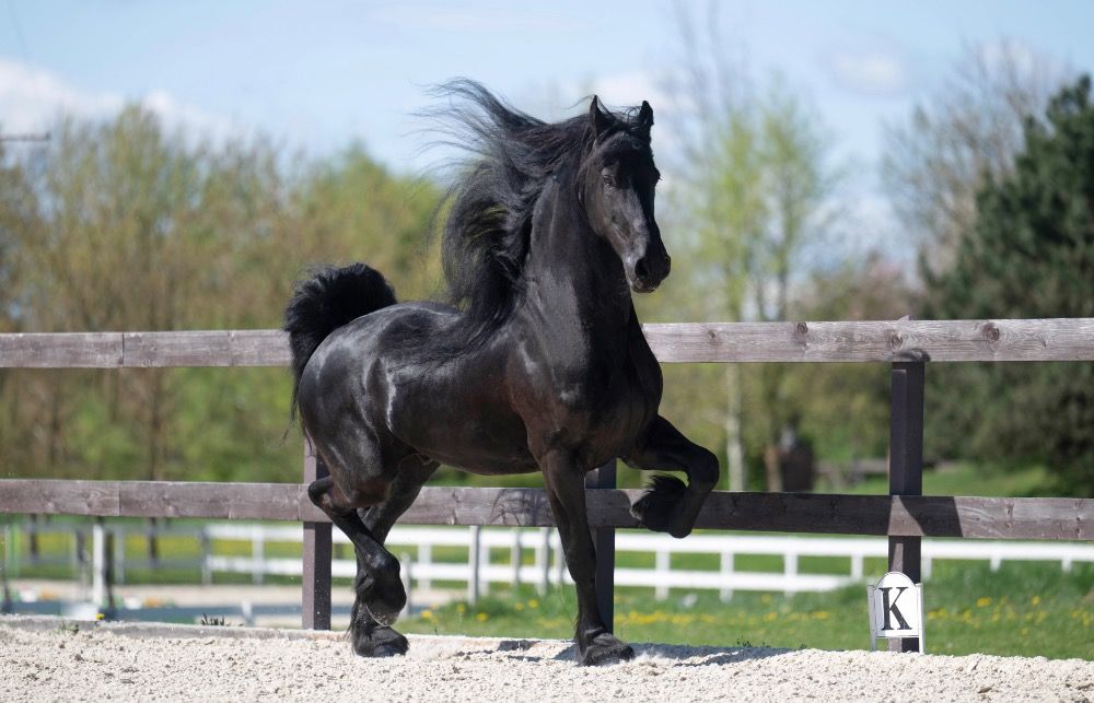 ~ Luxe schoolmeester Friesian Ster -ruin te koop ~