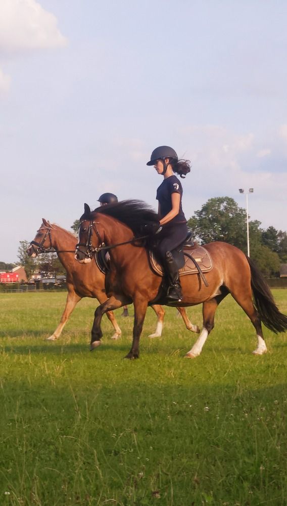Welsh allround-pony Merrie 13 jaar Bruin te koop - Foto 5