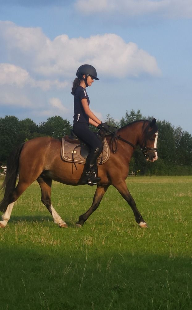 Welsh allround-pony Merrie 13 jaar Bruin te koop - Foto 4