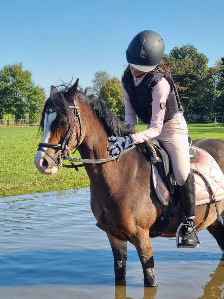 Welsh allround-pony Merrie 13 jaar Bruin te koop - Foto 3