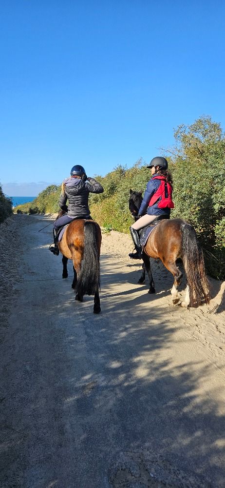 Welsh allround-pony Merrie 13 jaar Bruin te koop - Foto 6