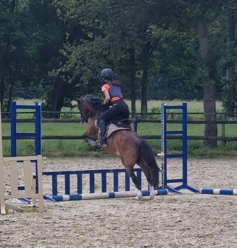 Welsh allround-pony Merrie 13 jaar Bruin te koop - Foto 2
