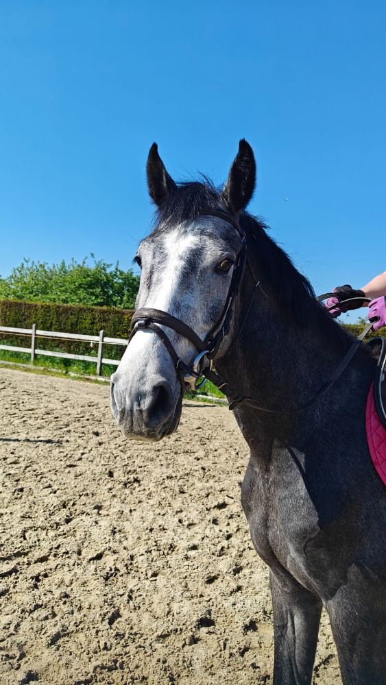 bwp springpaard ruin 4 Jahre alt schimmel zu verkaufen - Foto 4
