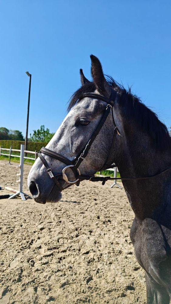 bwp springpaard ruin 4 Jahre alt schimmel zu verkaufen - Foto 5
