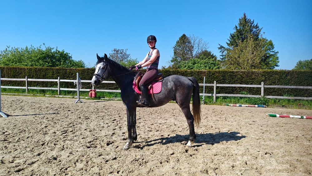 bwp springpaard ruin 4 Jahre alt schimmel zu verkaufen - Foto 2