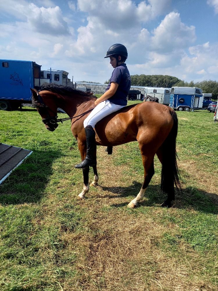 D pony