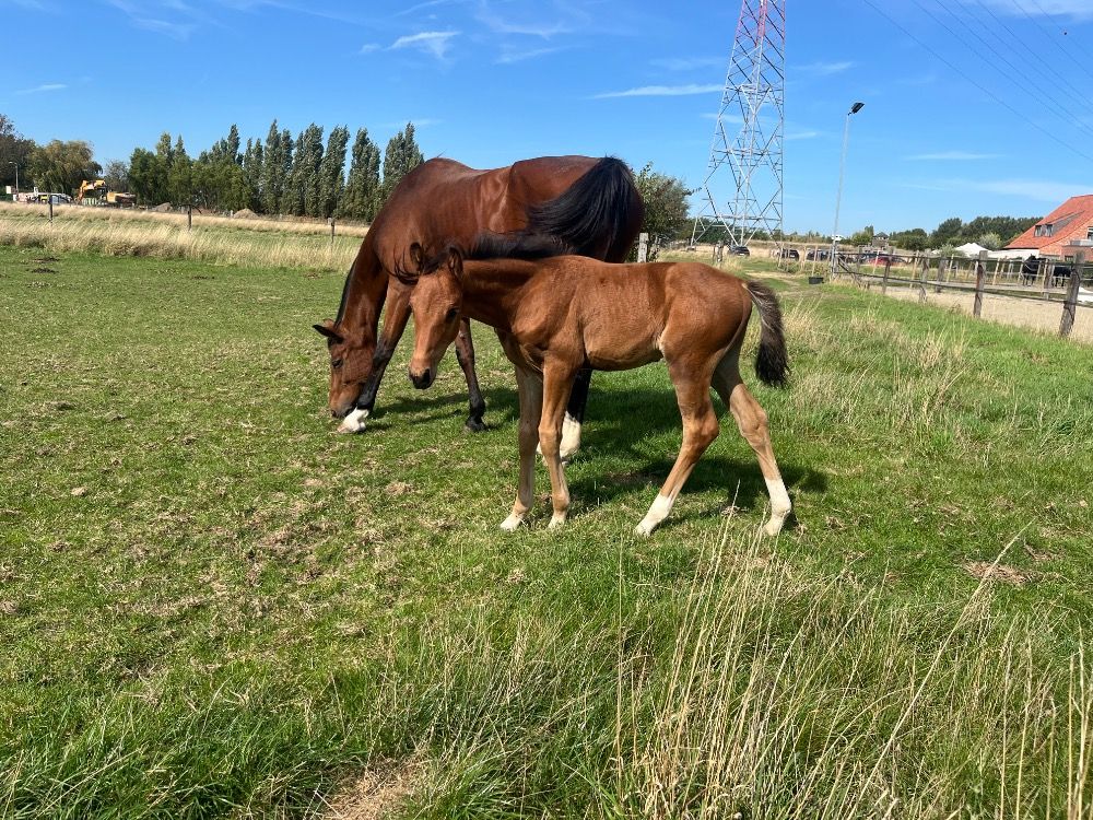 BWP springpaard Hengst te koop - Foto 2