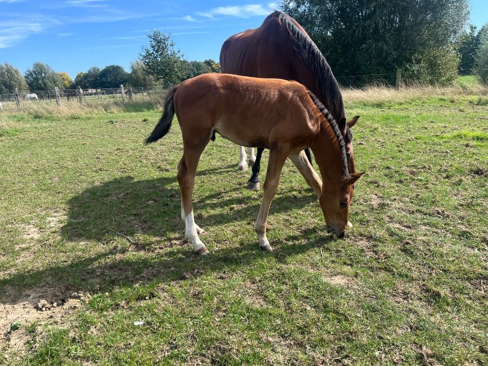 BWP springpaard Hengst te koop - Foto 3