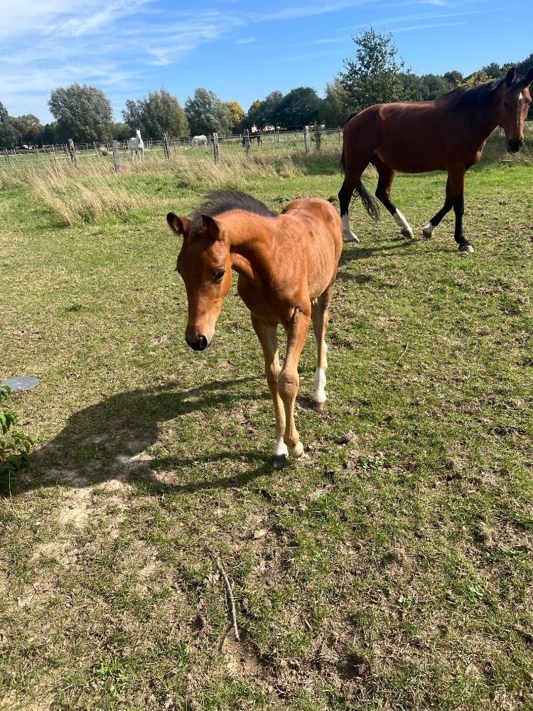 Colt by Hardrock Z out of Daling van t Plutoniahof