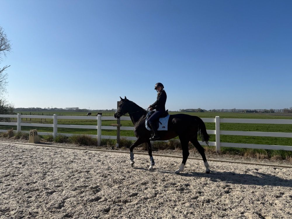 KWPN paard Merrie 10 jaar Zwart te koop - Foto 5