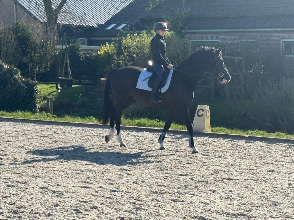 KWPN paard Merrie 10 jaar Zwart te koop - Foto 3