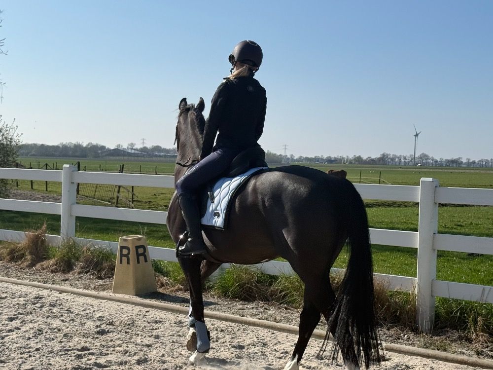 KWPN paard Merrie 10 jaar Zwart te koop - Hoofdfoto