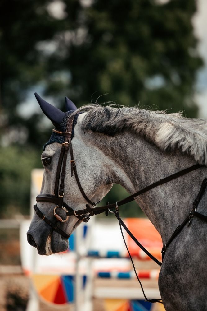 Ander stamboek springpaard 5 jaar Schimmel te koop - Foto 2