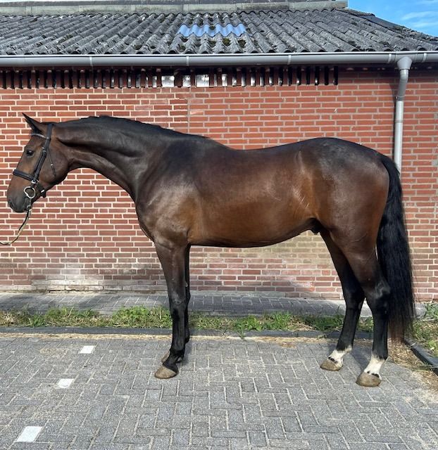 Bloedmooie 3 jarige ruin van Comthago (Comme il Faut)