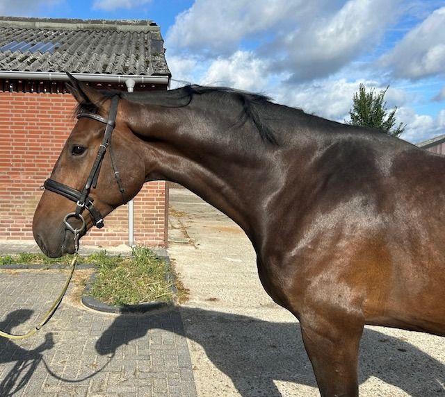 Ander stamboek springpaard Ruin 3 jaar Bruin te koop - Foto 3
