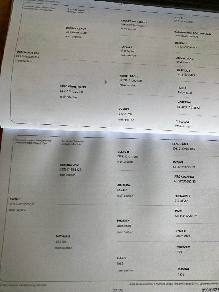Ander stamboek springpaard Ruin 3 jaar Bruin te koop - Foto 2