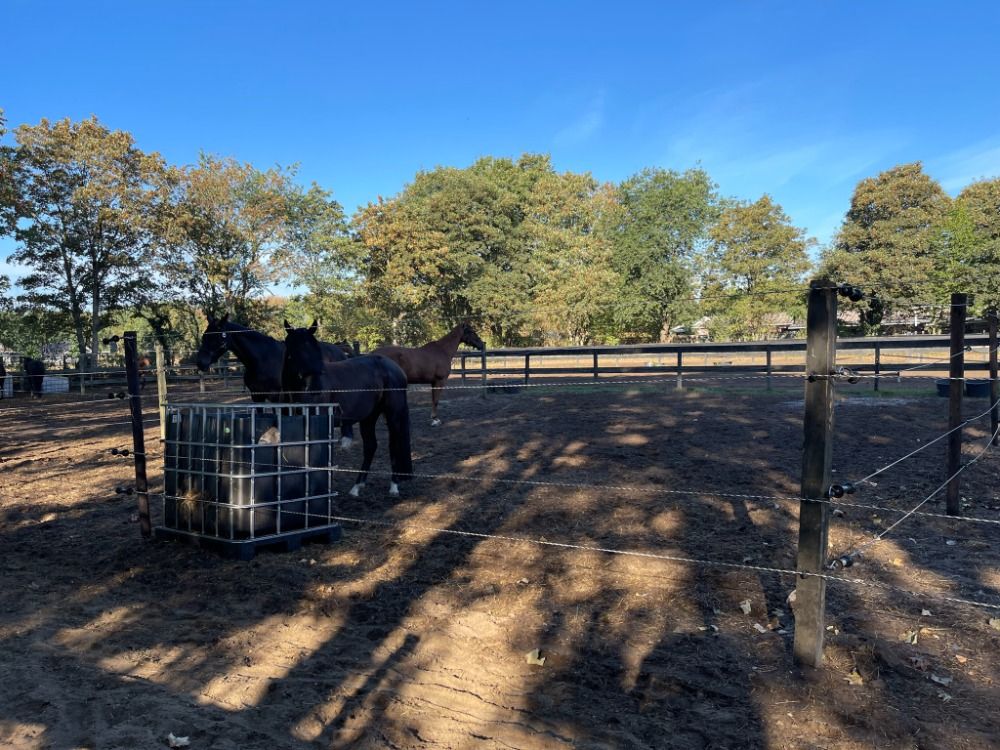 Ede Een kleinschalige pensionstalling met paarden te lease en les - Foto 3