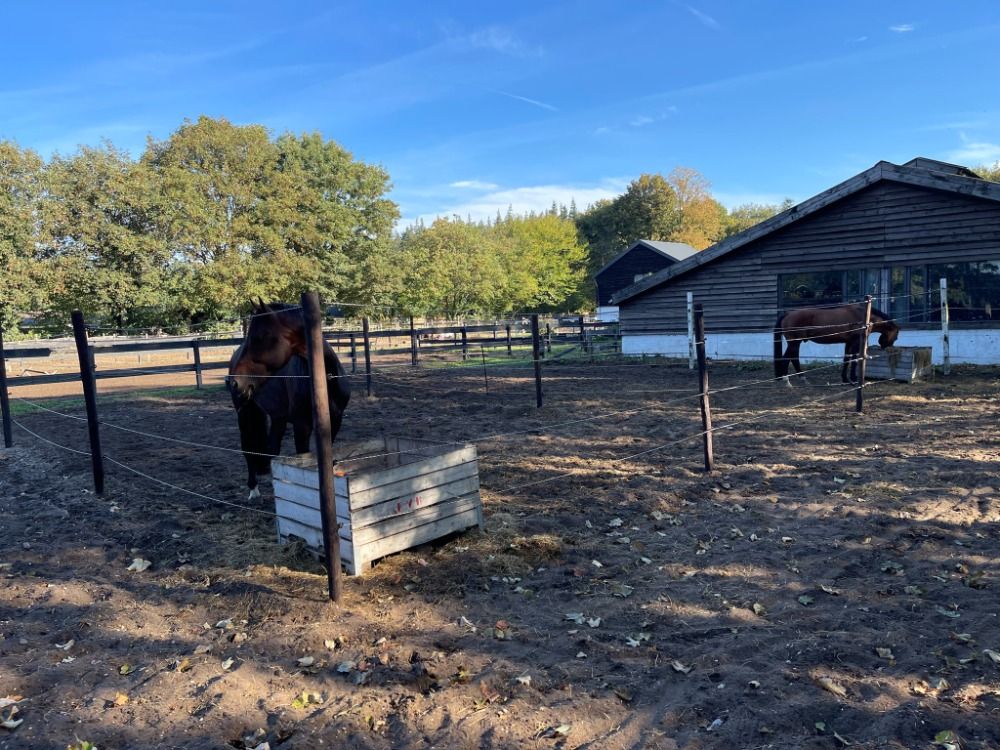 Ede Een kleinschalige pensionstalling met paarden te lease en les - Foto 4