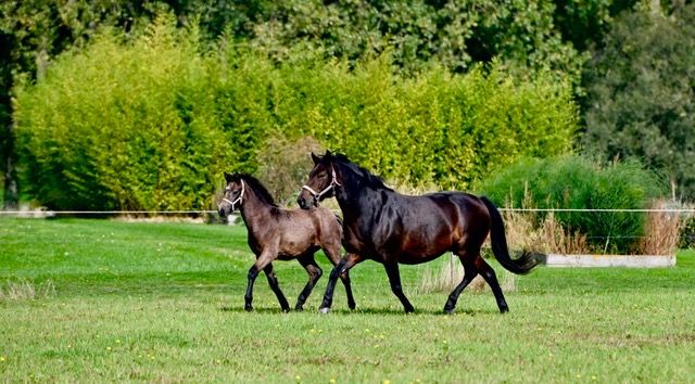 Connemara springpony Merrie Bruin te koop - Foto 2