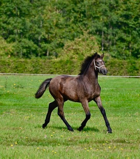 Connemara springpony Merrie Bruin te koop - Foto 3