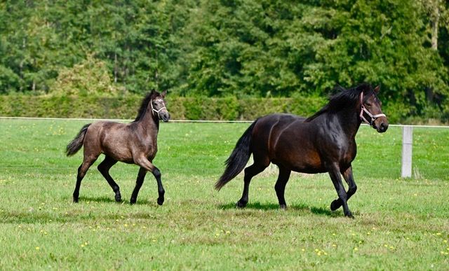 Connemara springpony Merrie Bruin te koop - Foto 5