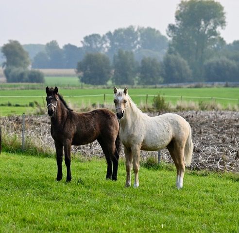 Connemara springpony Merrie Bruin te koop - Foto 4