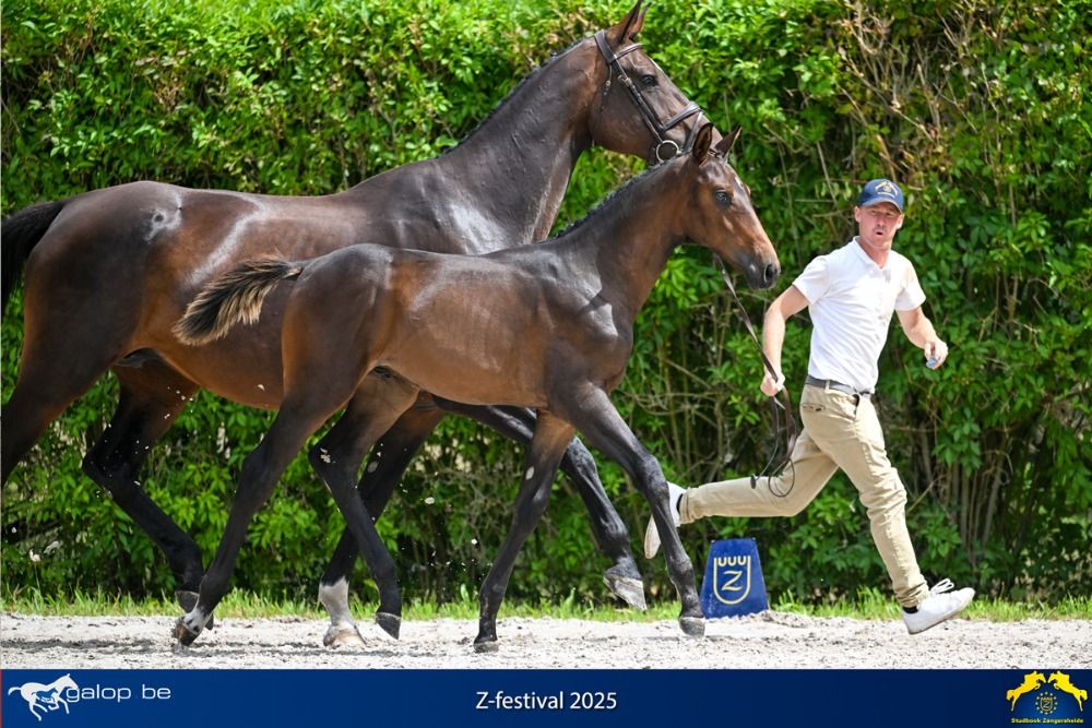Chacco Blue out of Dubai du Cedre sister