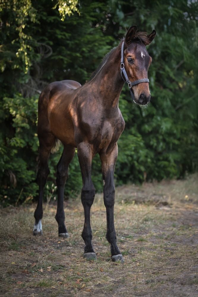 Ander stamboek springpaard Hengst Bruin te koop - Foto 2