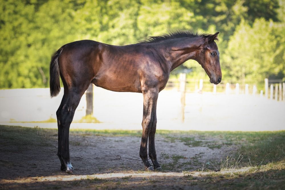 Ander stamboek springpaard Hengst Bruin te koop - Foto 4