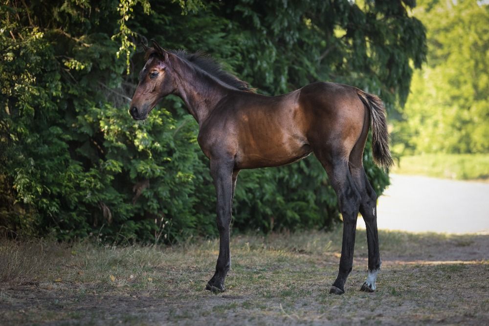 Ander stamboek springpaard Hengst Bruin te koop - Foto 5