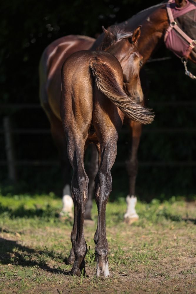 Ander stamboek springpaard Hengst Bruin te koop - Foto 3