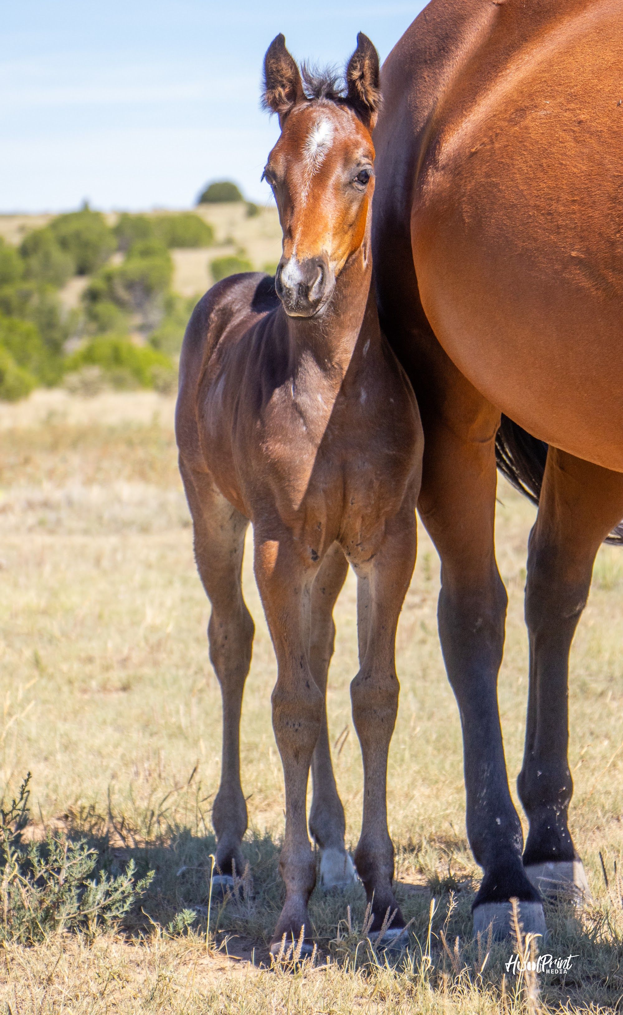 quarter-horse western-paard merrie 1 år till salu - Foto 2