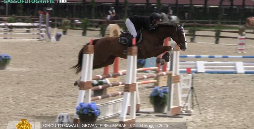 springpaard Ruin 6 jaar Kastanje te koop - Foto 4
