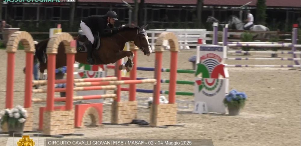 springpaard Ruin 6 jaar Kastanje te koop - Foto 5