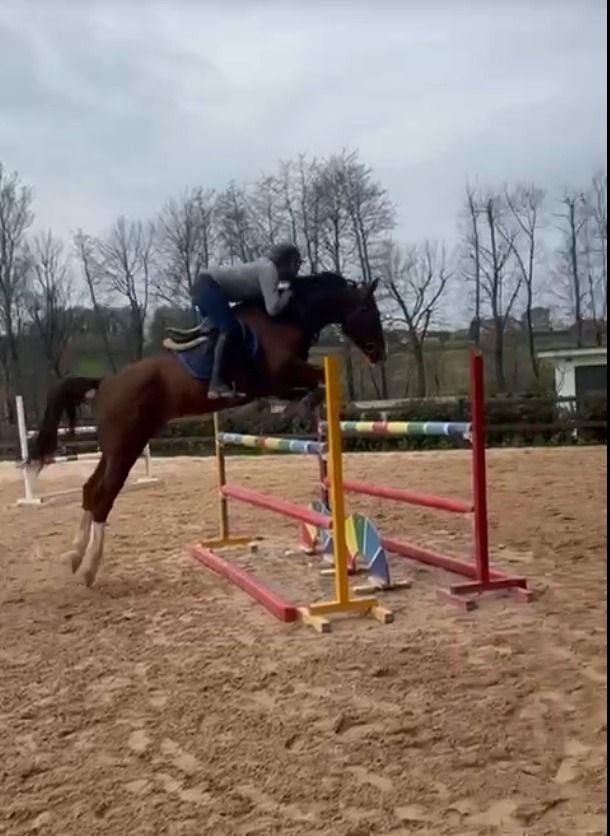 springpaard Ruin 6 jaar Kastanje te koop - Foto 2