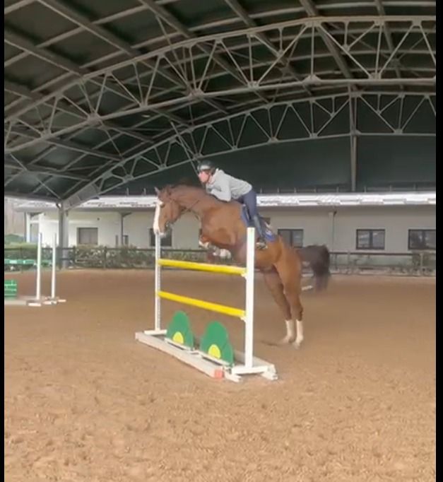 6 jaar Italiaanse ruin, gemakkelijk en met een hoog potentieel voor showspringen