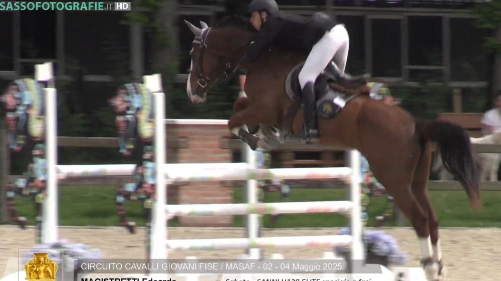 springpaard Ruin 6 jaar Kastanje te koop - Foto 3