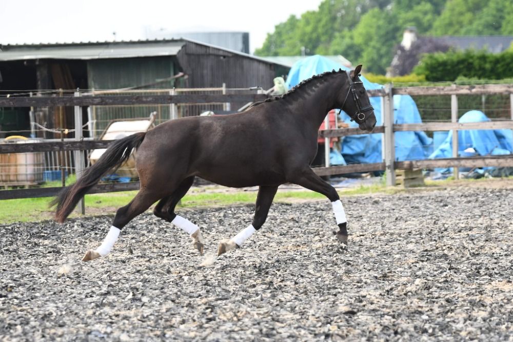 KWPN dressuurpaard Merrie 4 jaar Zwart te koop - Foto 3