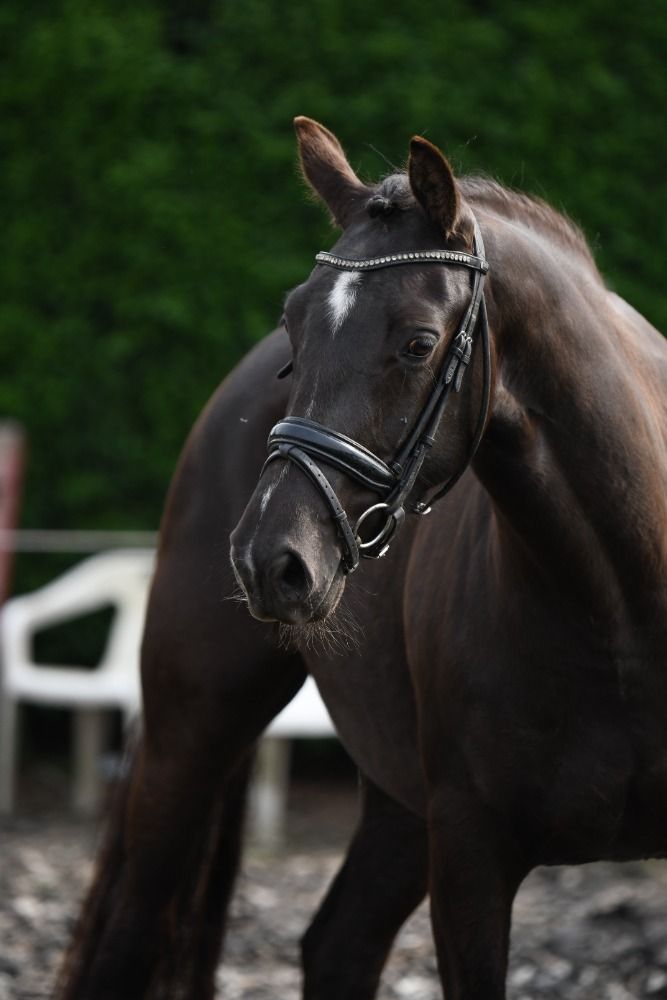KWPN dressuurpaard Merrie 4 jaar Zwart te koop - Foto 6