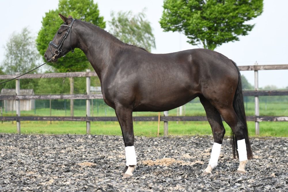 KWPN dressuurpaard Merrie 4 jaar Zwart te koop - Foto 5