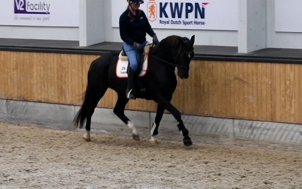 KWPN dressuurpaard Merrie 4 jaar Zwart te koop - Foto 4